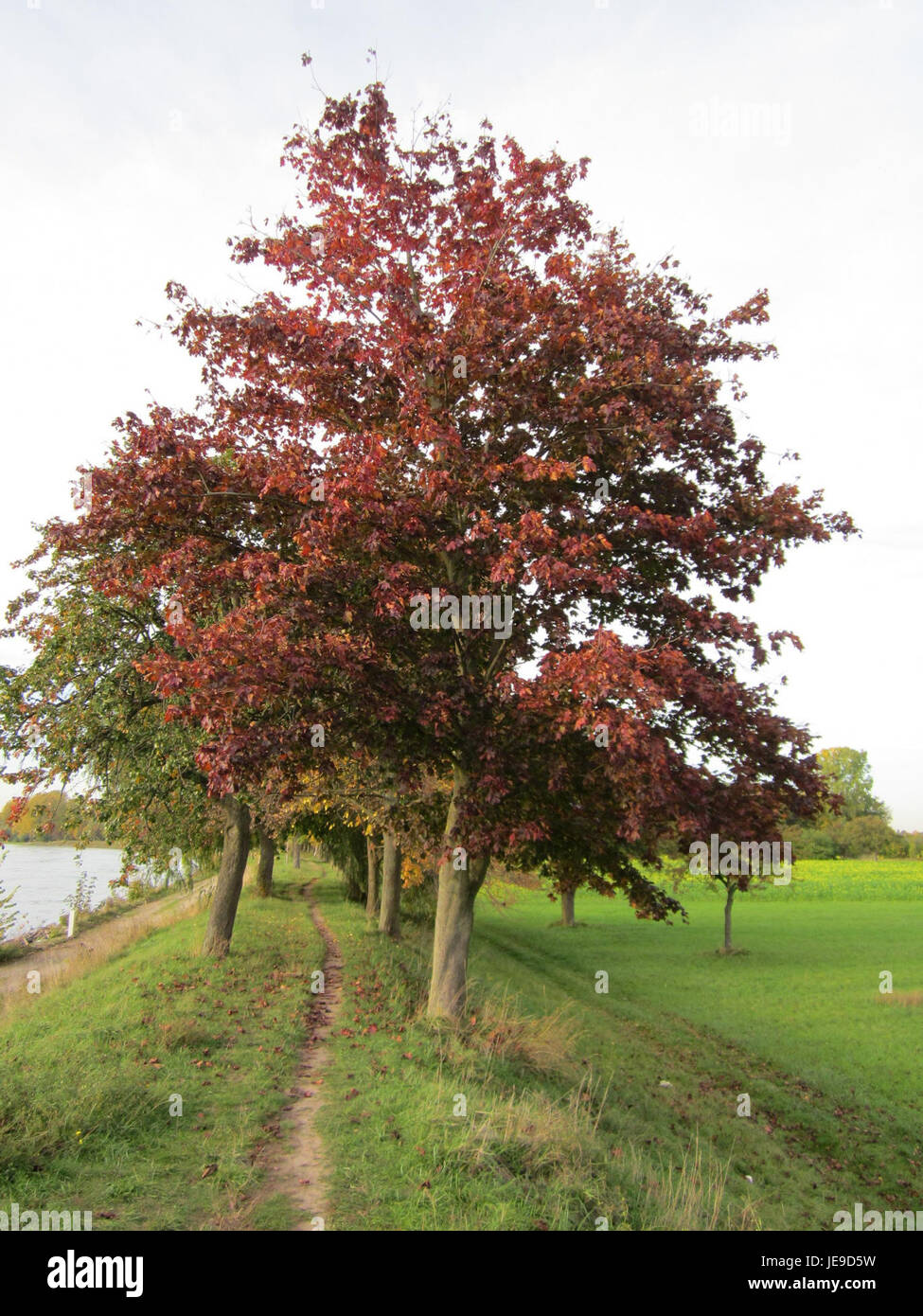 this-image-shows-a-field-of-ahorn-trees-in-altlussheim-germany