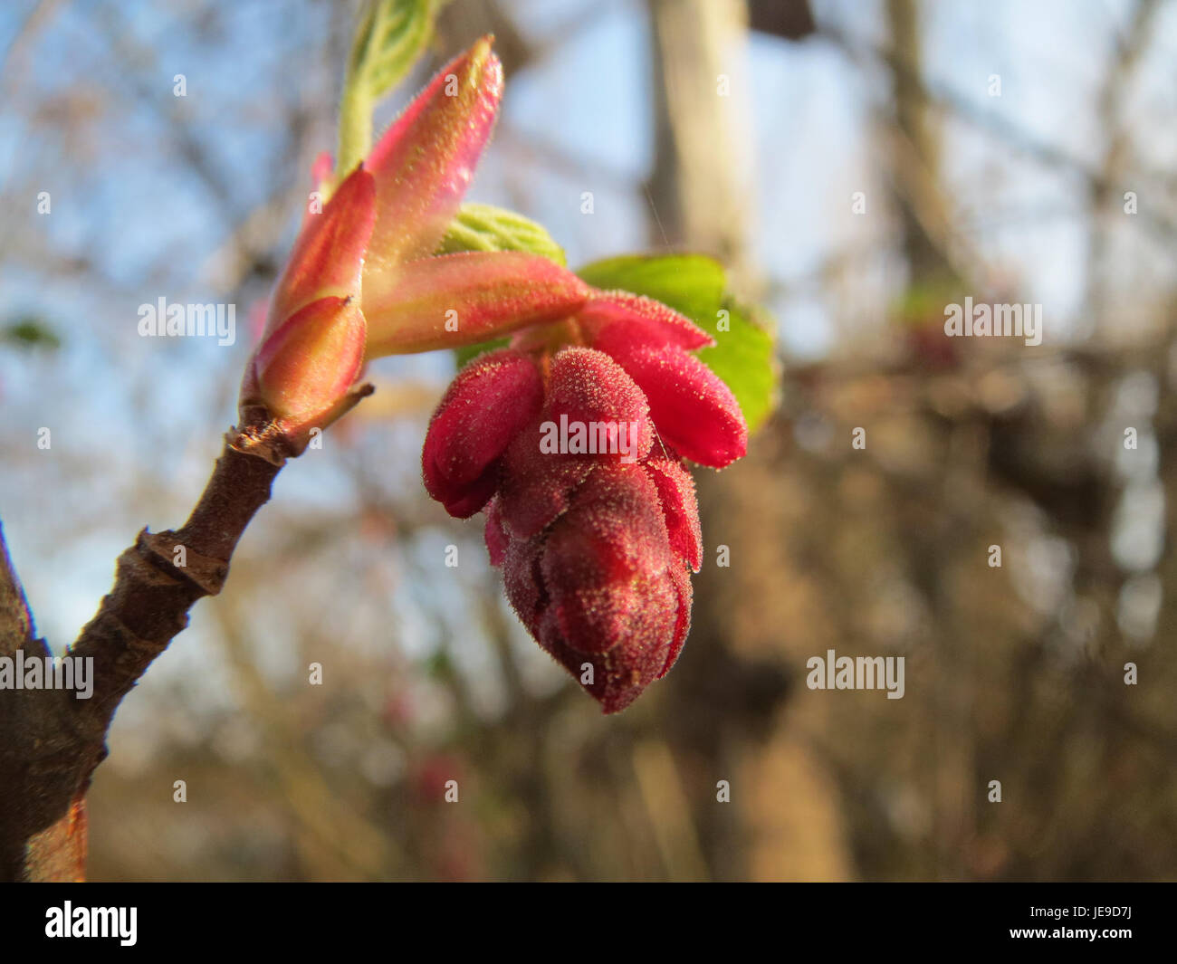 Currant Tree Flower Ribes sanguineum, commonly known as the flowering currant, is a shrub ...