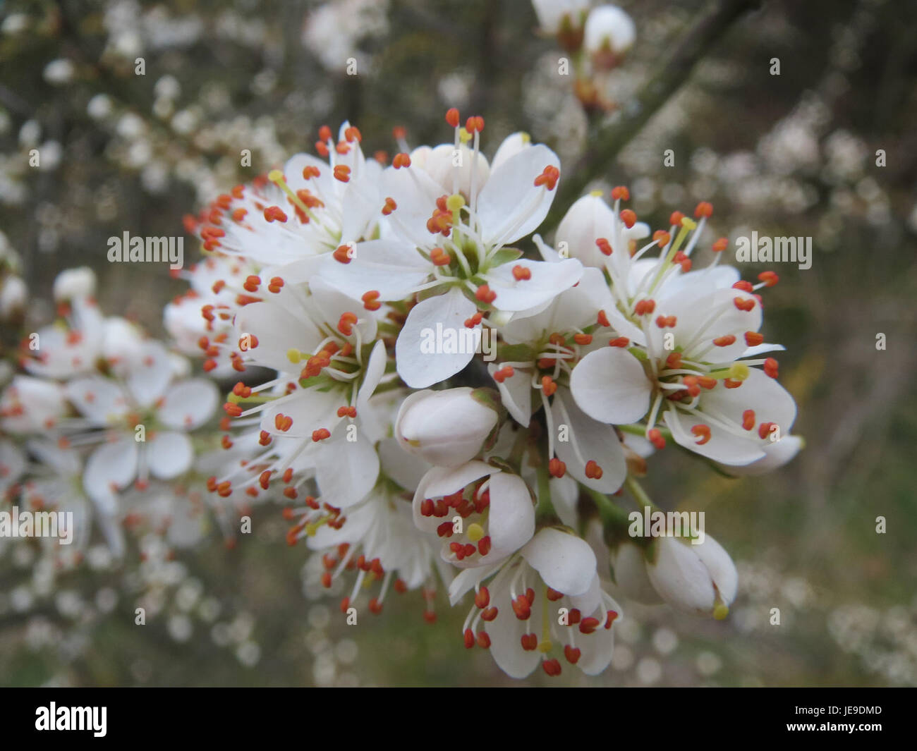 Prunus spinosa blue fruits hi-res stock photography and images - Alamy
