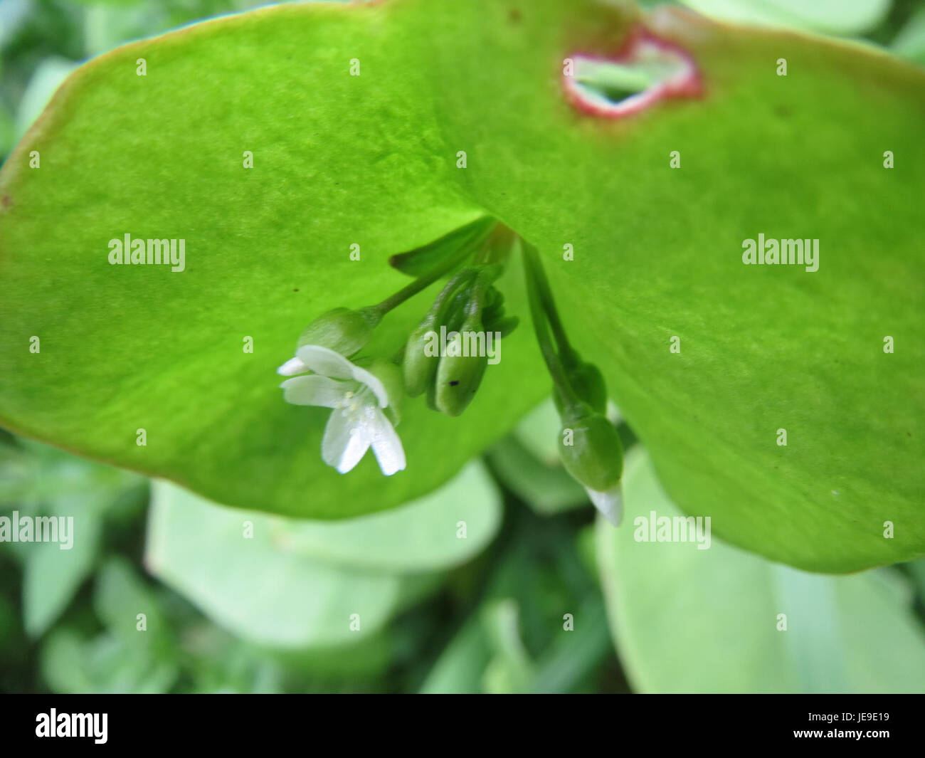 monstera variegata online kaufen Monstera Variegata | Rare Indoor Plant
