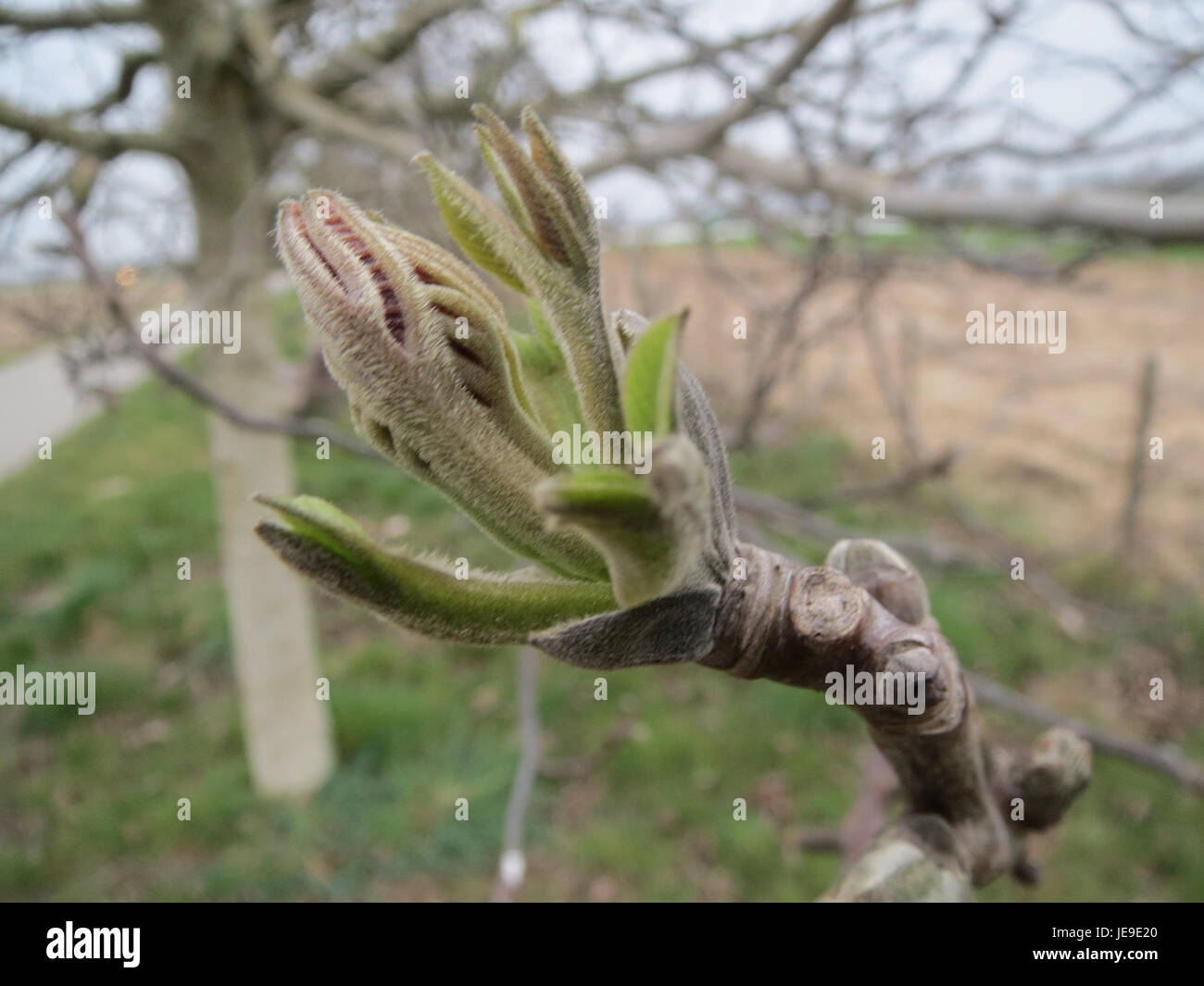 Walnut Tree Decidious Julgans regia, commonly known as the walnut tree, is a species of ...