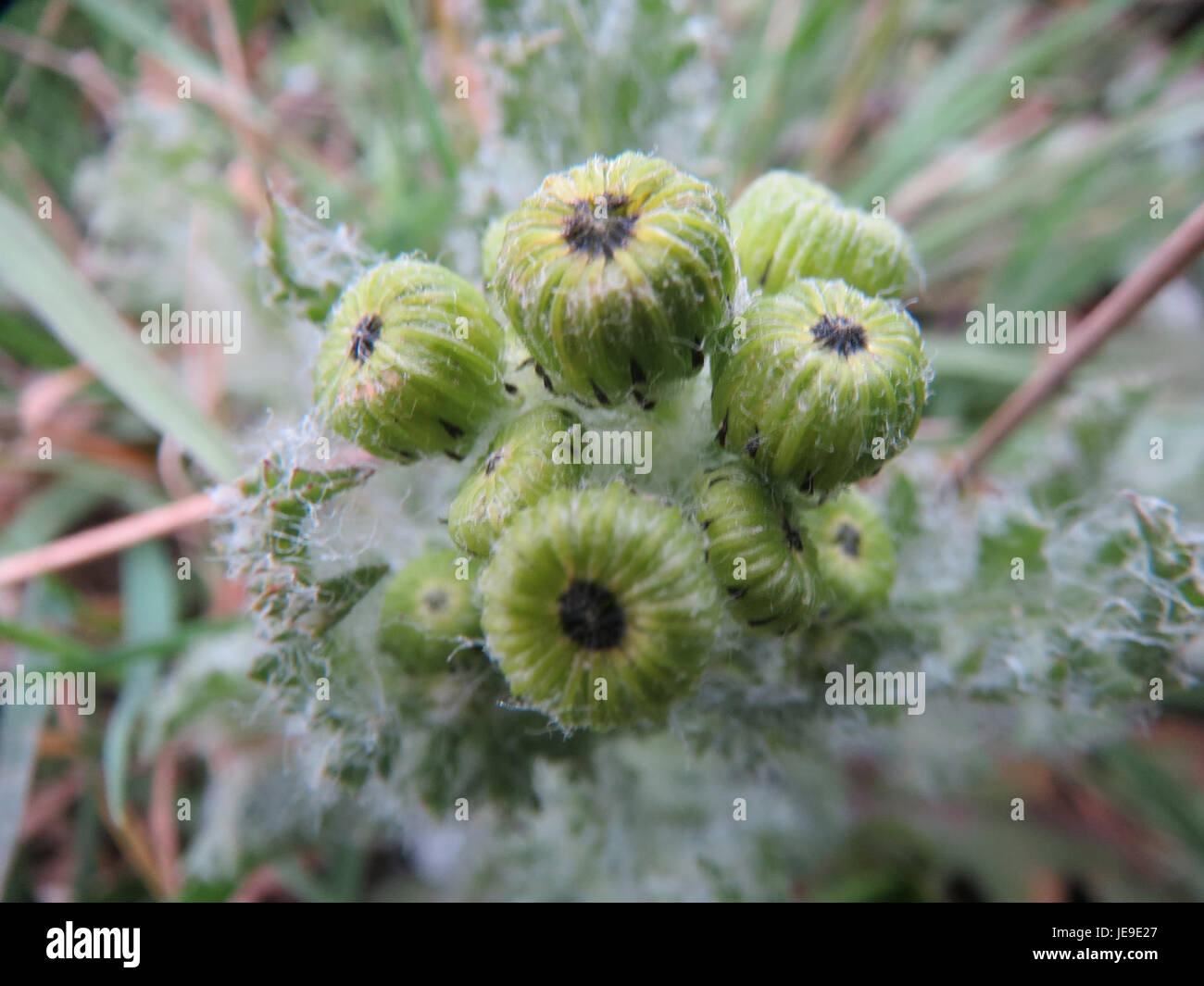 Senecio vernalis, also known as spring ragwort, is a flowering plant ...