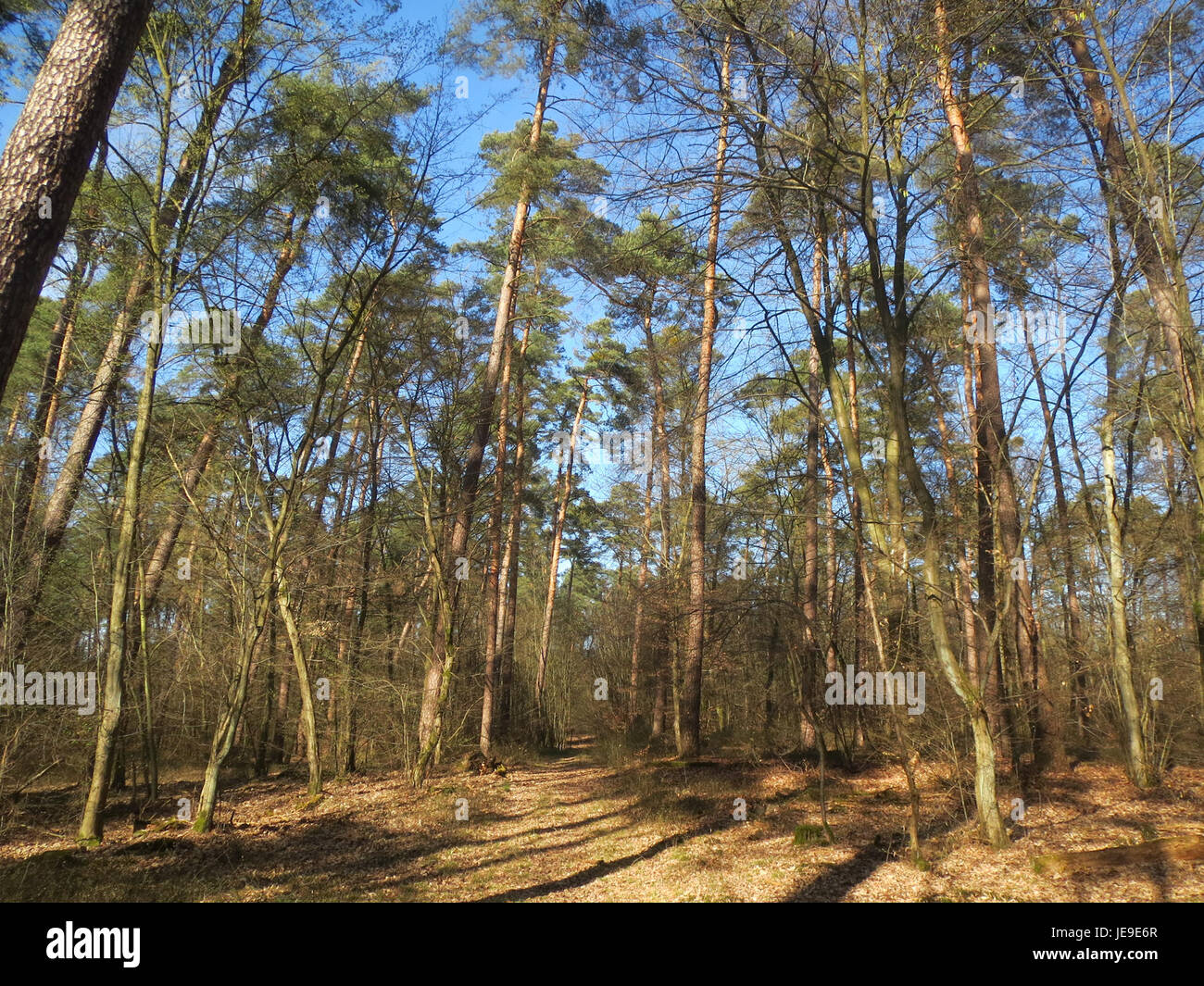 Pinus sylvestris plant hi-res stock photography and images - Alamy