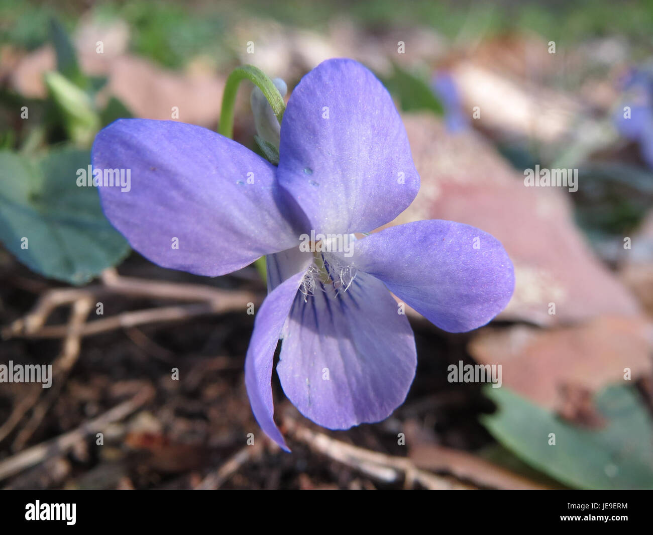 Viola Rivinian Photograph of Viola riviniana (common dog violet) taken on March 27 ...
