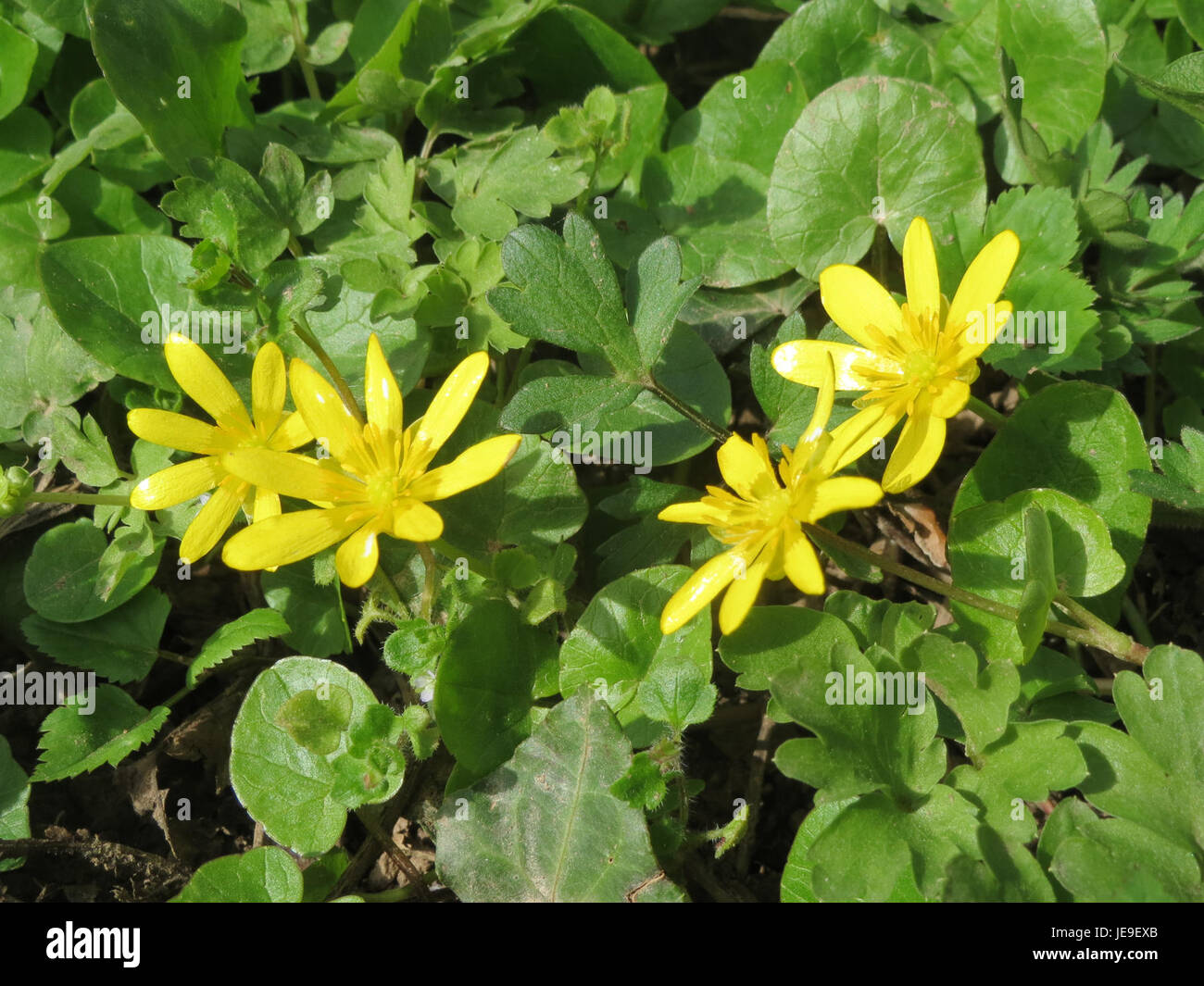 Ficaria verna, also known as lesser celandine, photographed on March 30, 2014. This early-spring flowering plant is known for its yellow flowers and is commonly found in temperate regions of Europe and Asia. Stock Photo