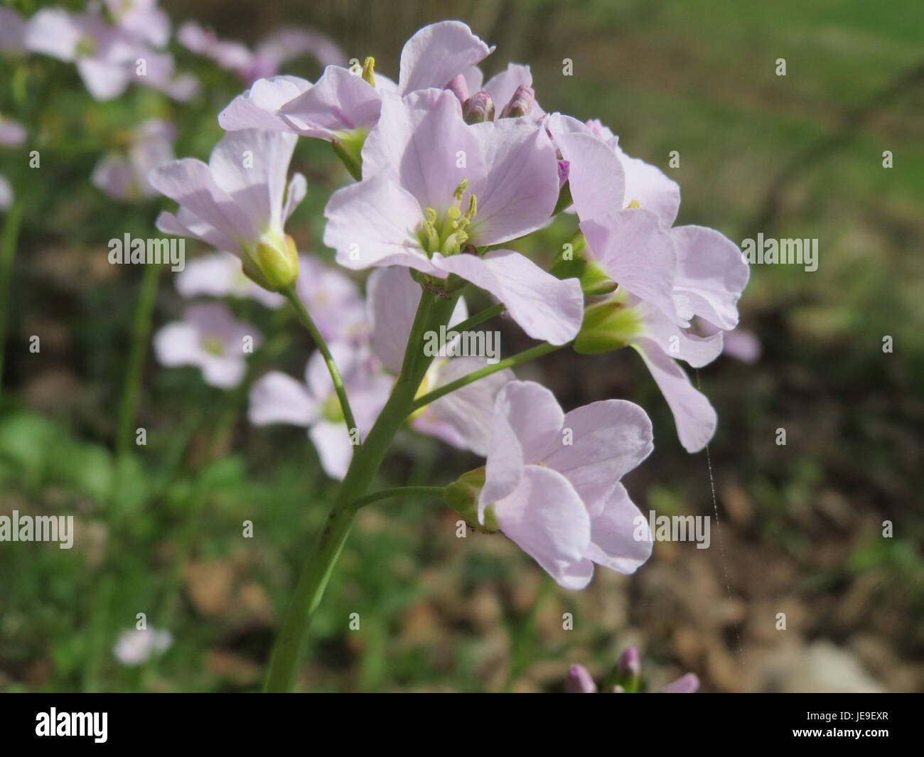Cardamine pratensis, commonly known as the cowslip, is a flowering ...