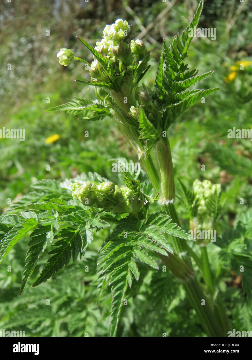 Chaerophyllum temulum, commonly known as fool's parsley, photographed on March 30, 2014. The plant is noted for its toxic properties and is found in various temperate regions. Stock Photo