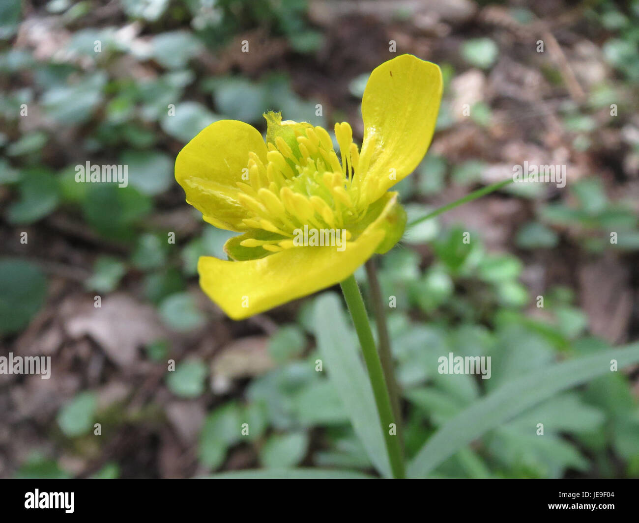 Golden Ranunculus Moisture loving wild plants hi-res stock photography and images - Alamy
