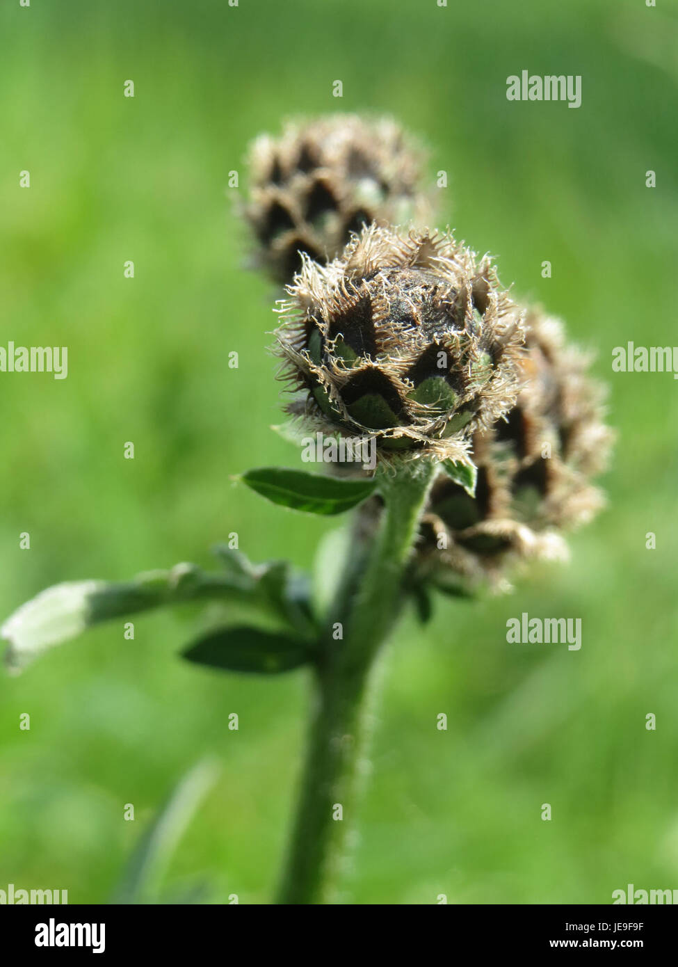 Purple flowers greater knapweed hi-res stock photography and images - Alamy