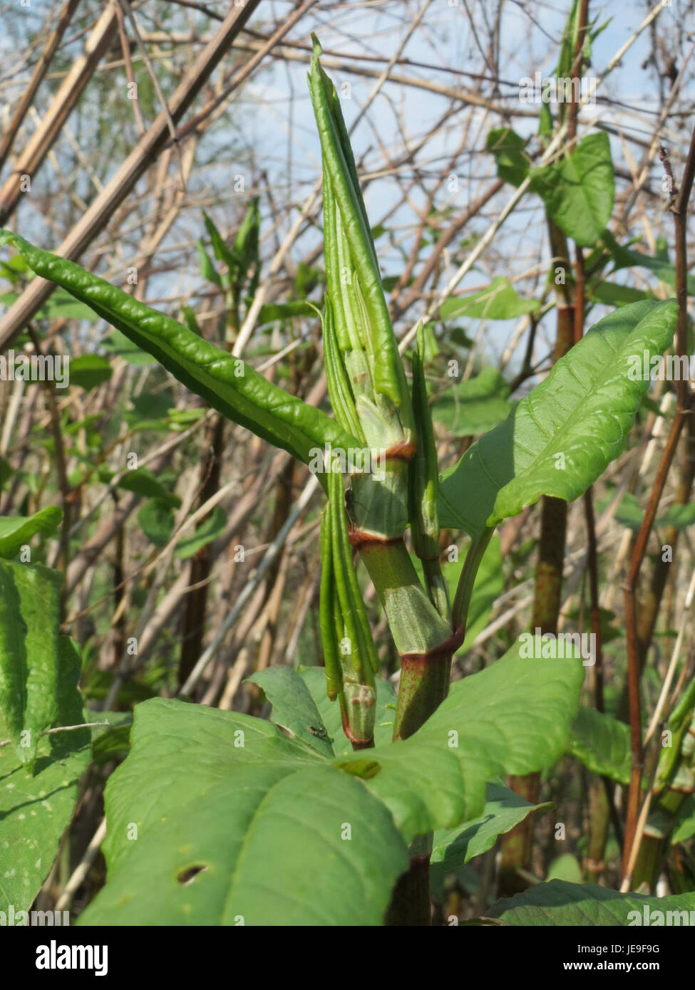 Fallopia japonica, commonly known as Japanese knotweed, is an invasive ...