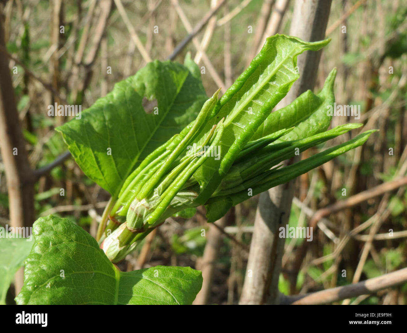 Fallopia japonica, commonly known as Japanese knotweed, is an invasive ...