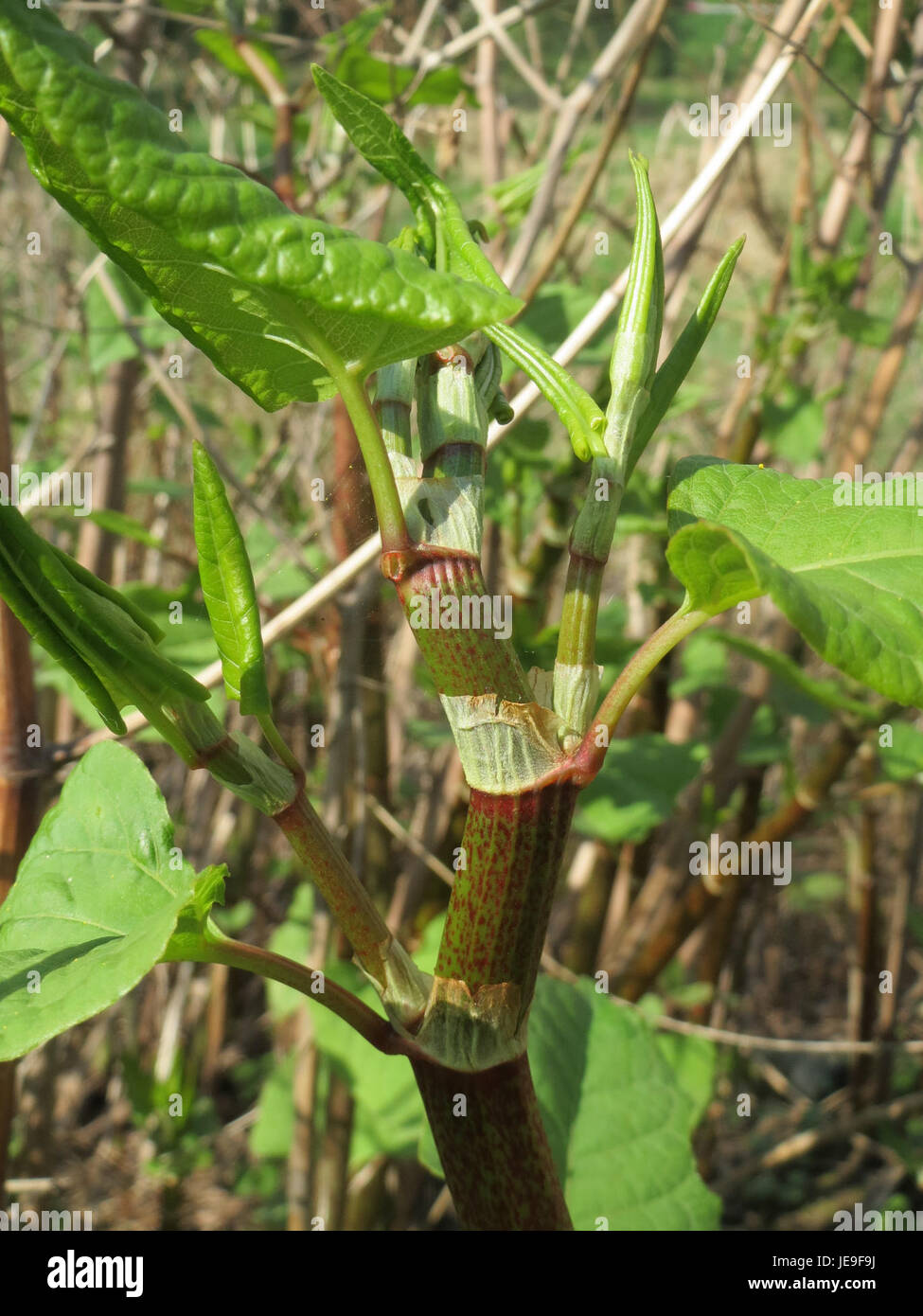 Japanese knotweed leaves in hi-res stock photography and images - Alamy