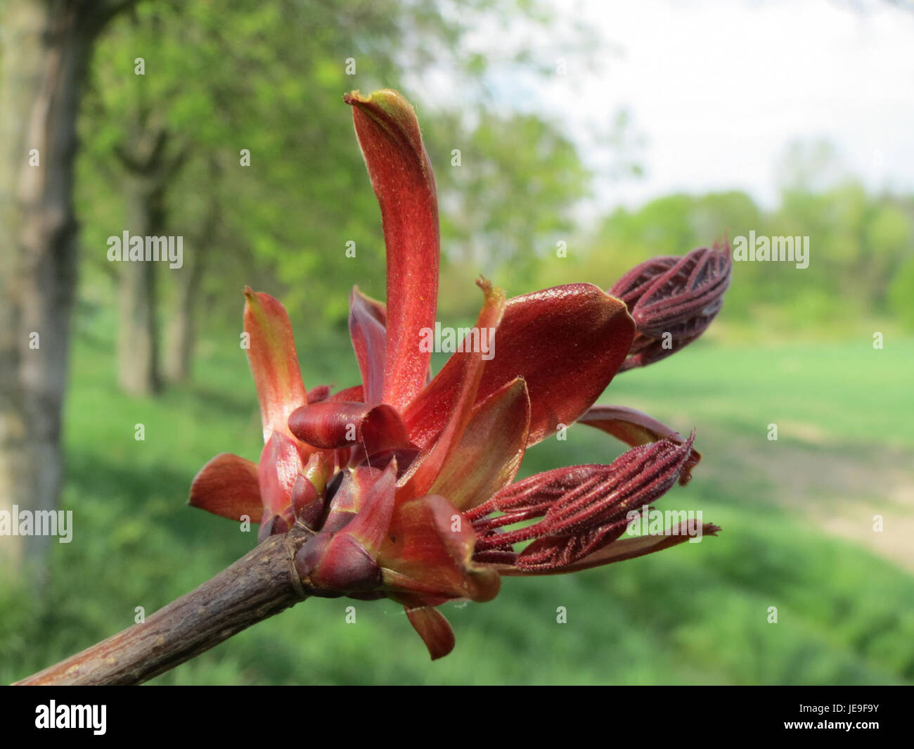 This image features an Ahorn, also known as maple, from Altlussheim, a ...