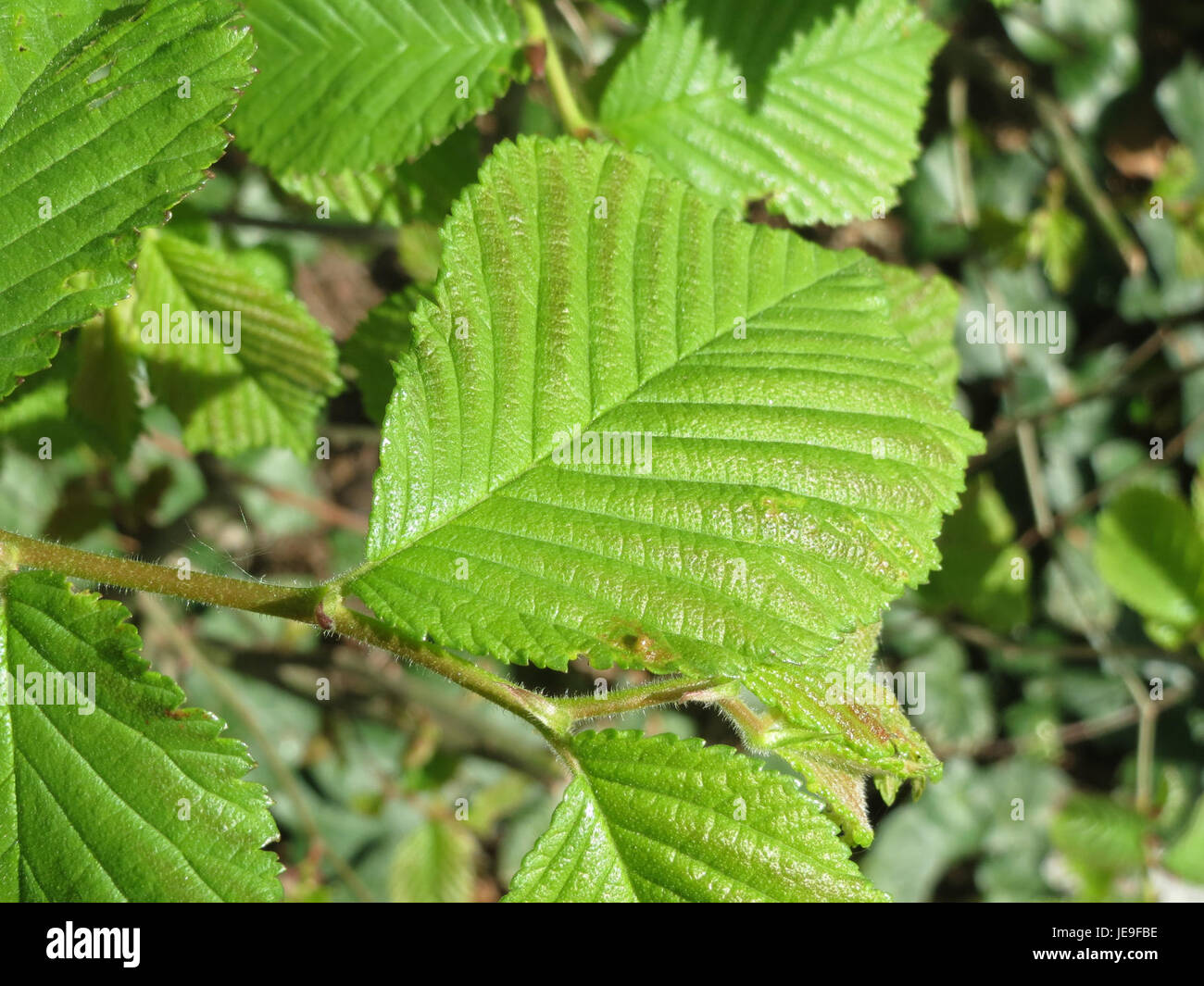 Ulme growth hi-res stock photography and images - Alamy