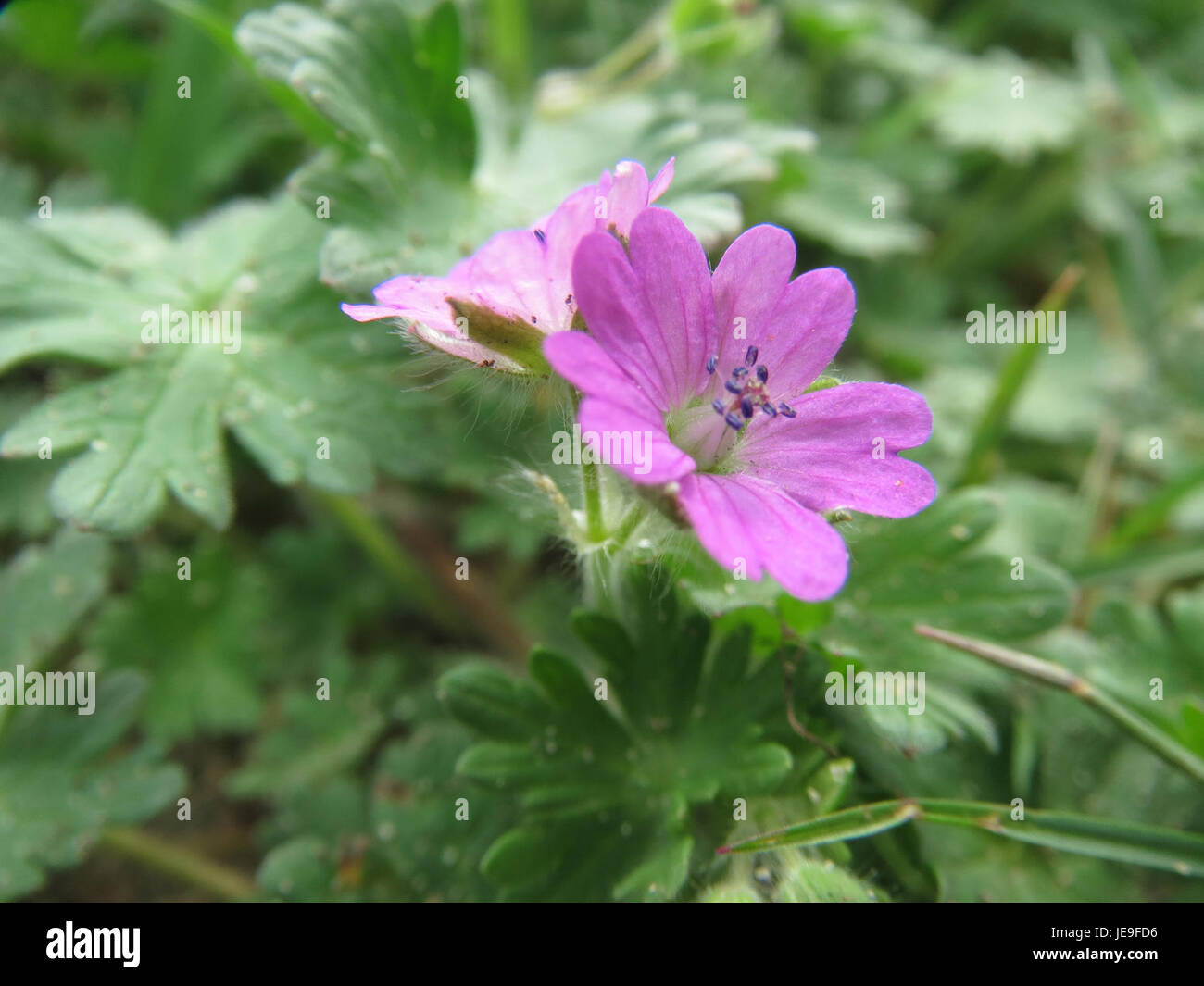 Distinctive rounded leaves hi-res stock photography and images - Alamy