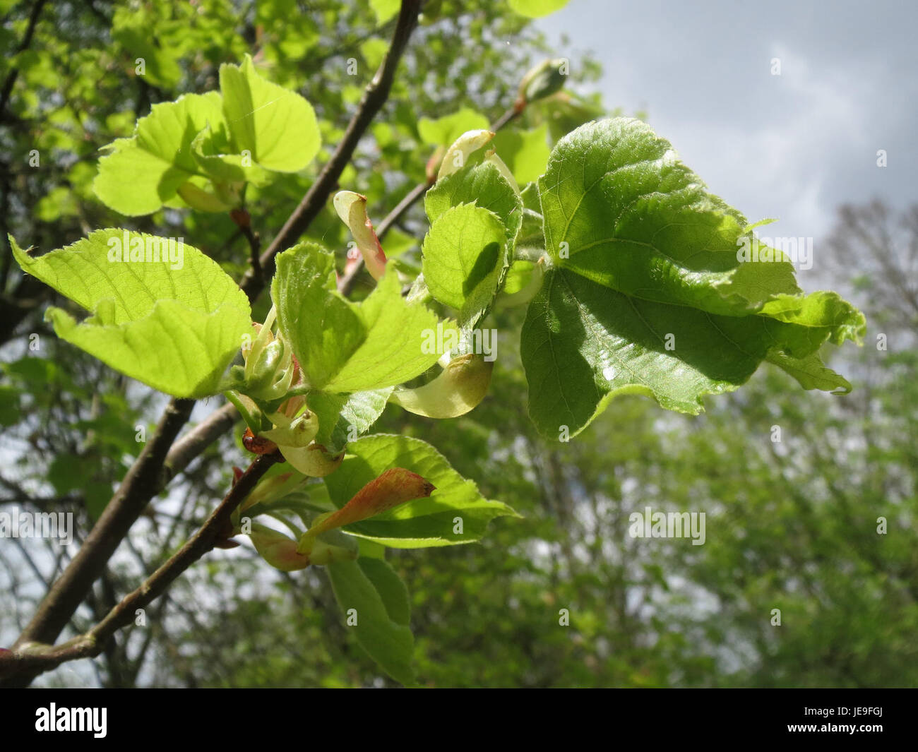 Tilia cordata, commonly known as the small-leaved lime or basswood, is a species of tree native to Europe and parts of Asia. It is known for its heart-shaped leaves and fragrant flowers, often used in herbal medicine for their calming properties. Stock Photo