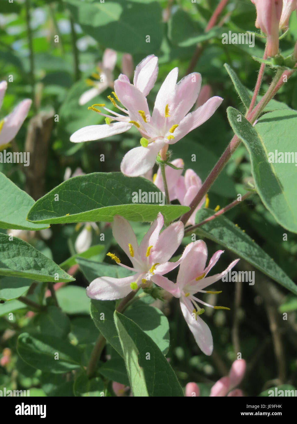 a-photograph-of-lonicera-xylosteum-commonly-known-as-the-fly