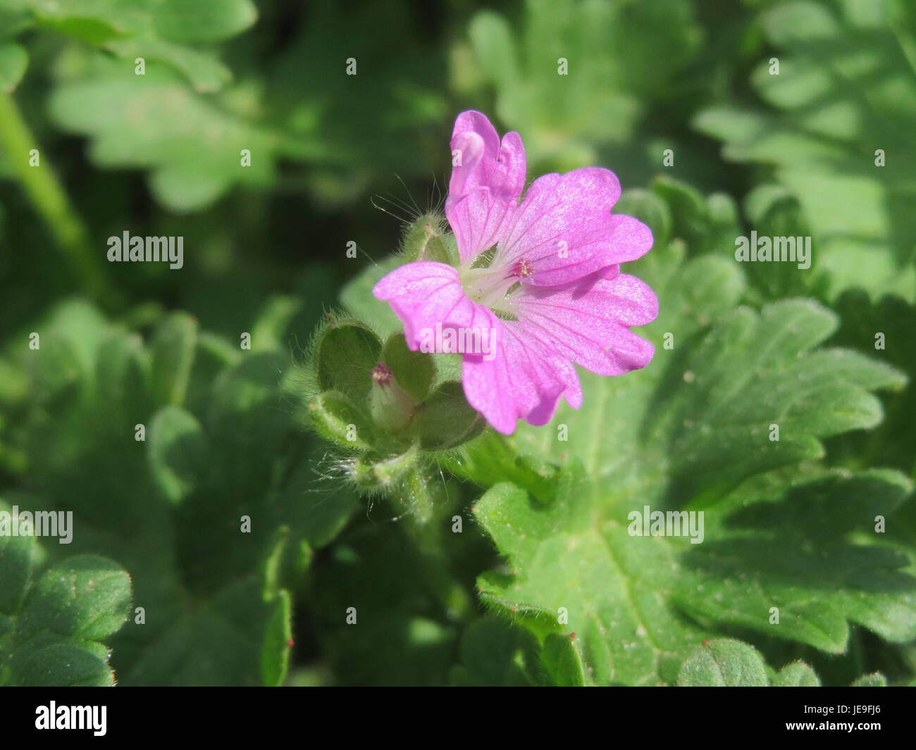 Photographed on April 9, 2014, this image captures Geranium molle ...