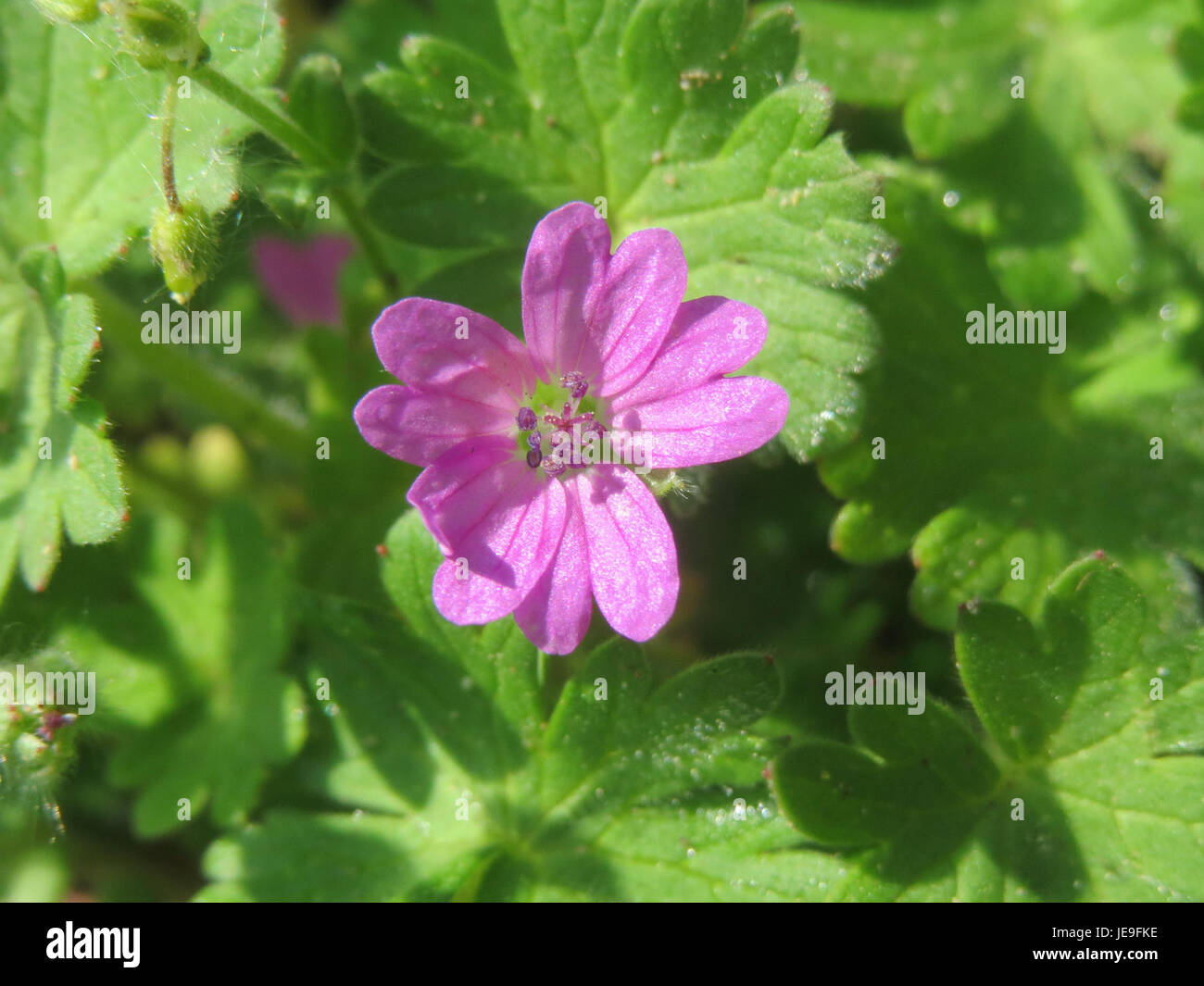 Geranium molle, commonly known as the smooth geranium, is a species of ...