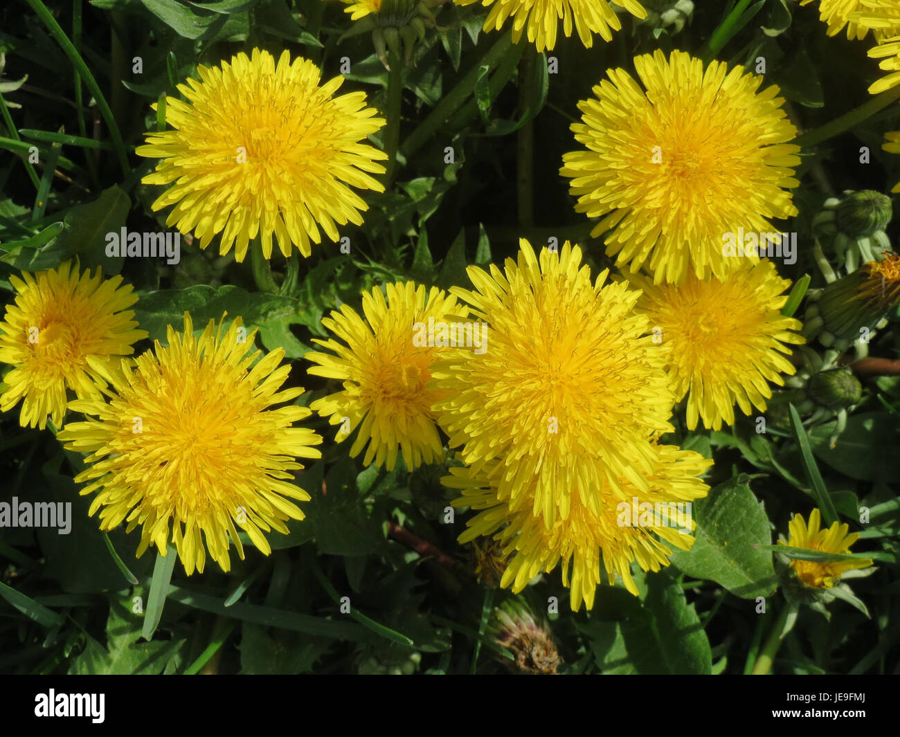 Thriving amidst change hi-res stock photography and images - Alamy