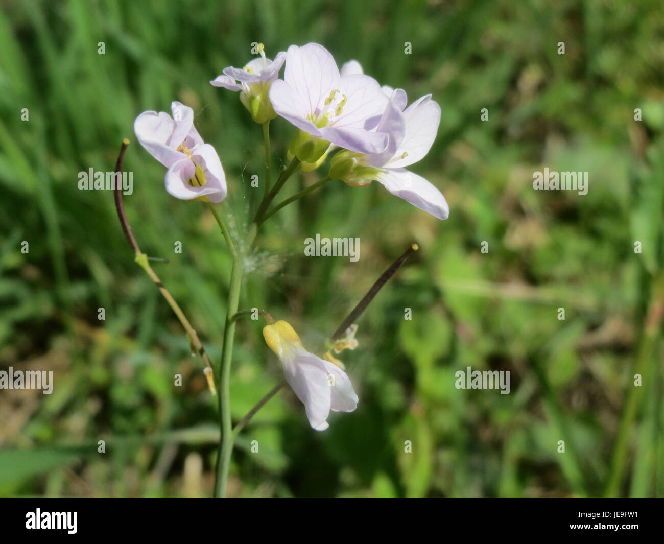Cardamine pratensis, commonly known as cuckoo flower, is a wildflower ...