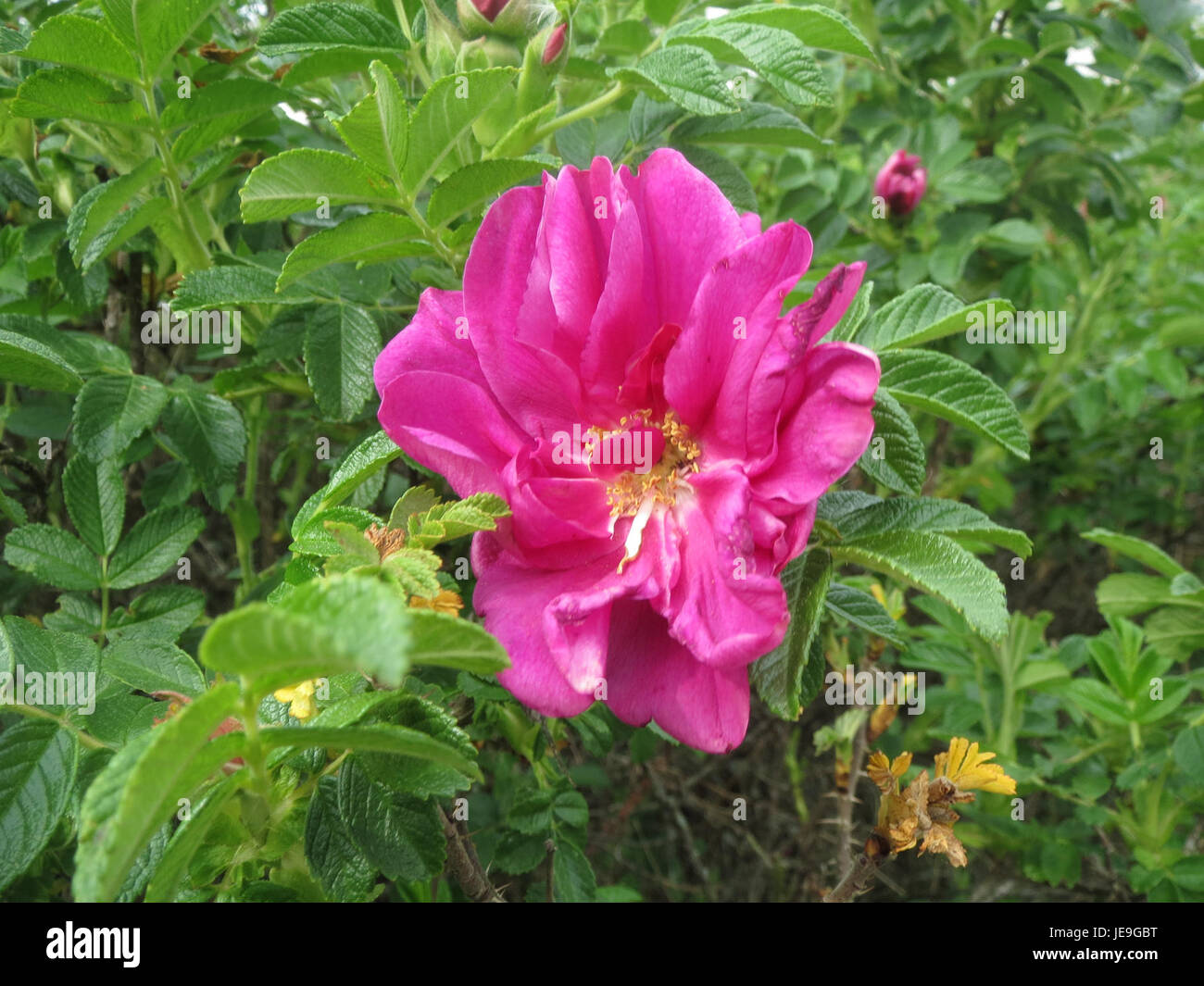 A photograph or botanical study of Rosa rugosa, commonly known as the ...