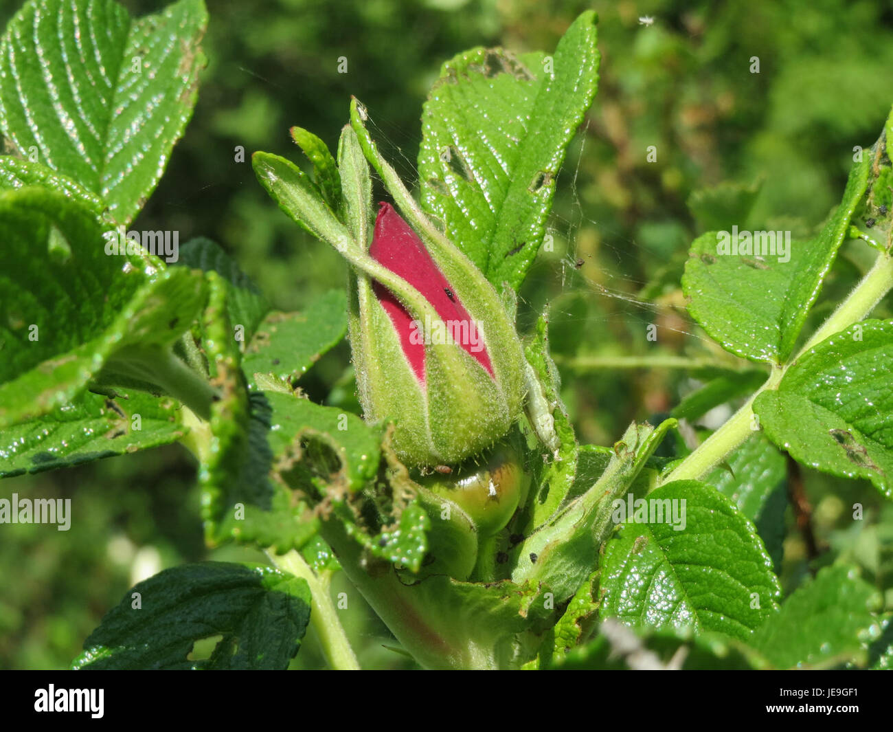A close-up photograph of Rosa rugosa, commonly known as the rugosa rose ...