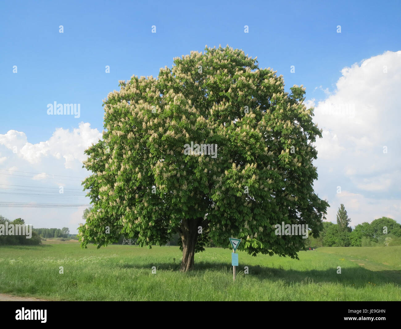 This image features Aesculus hippocastanum, commonly known as the horse ...