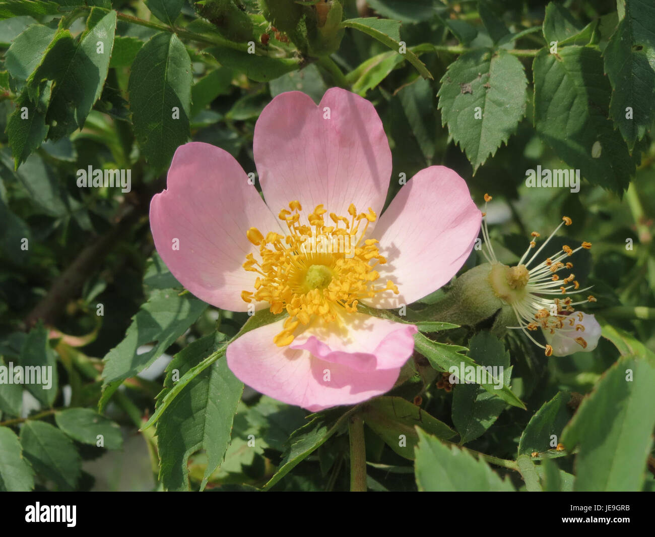 A close-up of Rosa canina, commonly known as dog rose, a wild rose ...