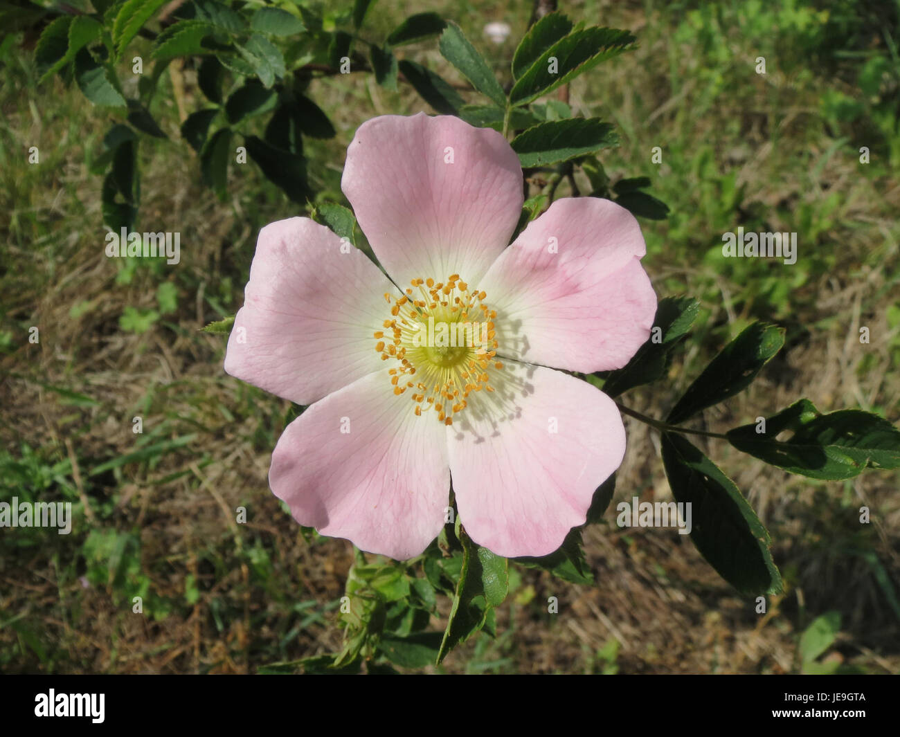 Which Is A Rosa Rosa Canina Uses