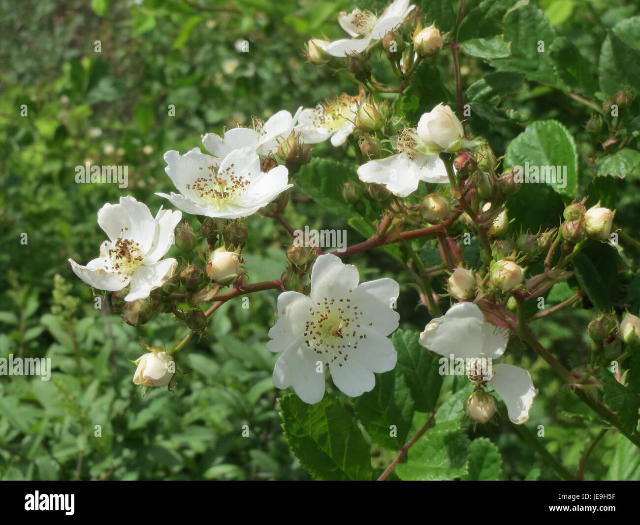 Multifora Rose Invasive Spreading fast hi-res stock photography and images - Alamy