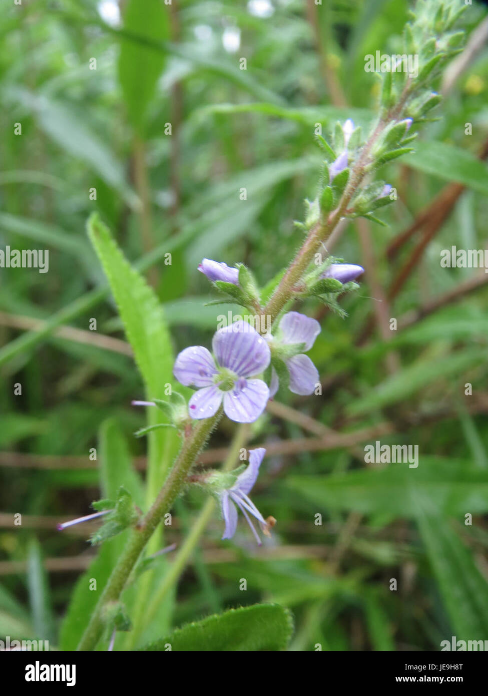 Medicinal plant common speedwell veronica hi-res stock photography and ...