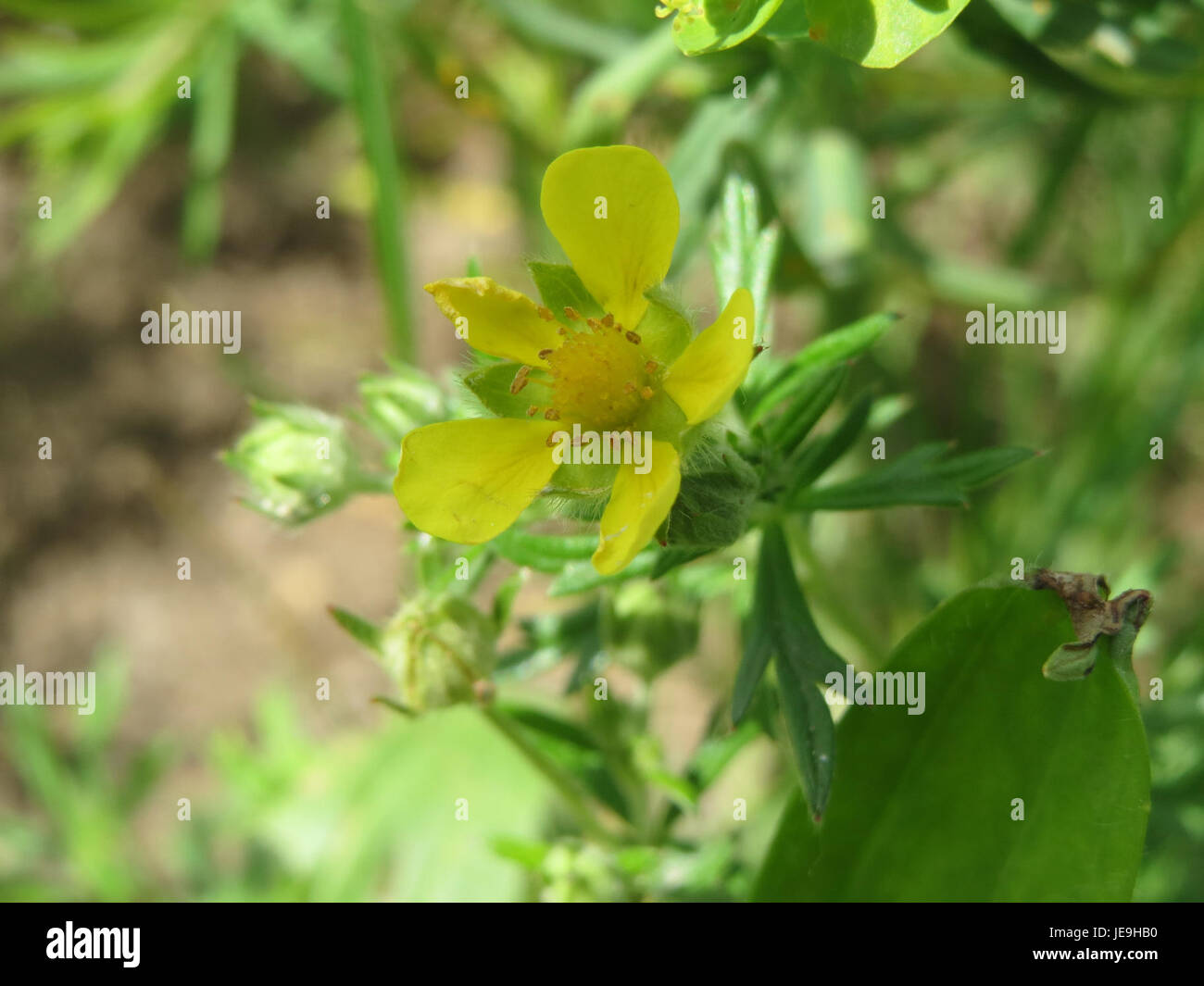 Dryland herbaceous species hi-res stock photography and images - Alamy