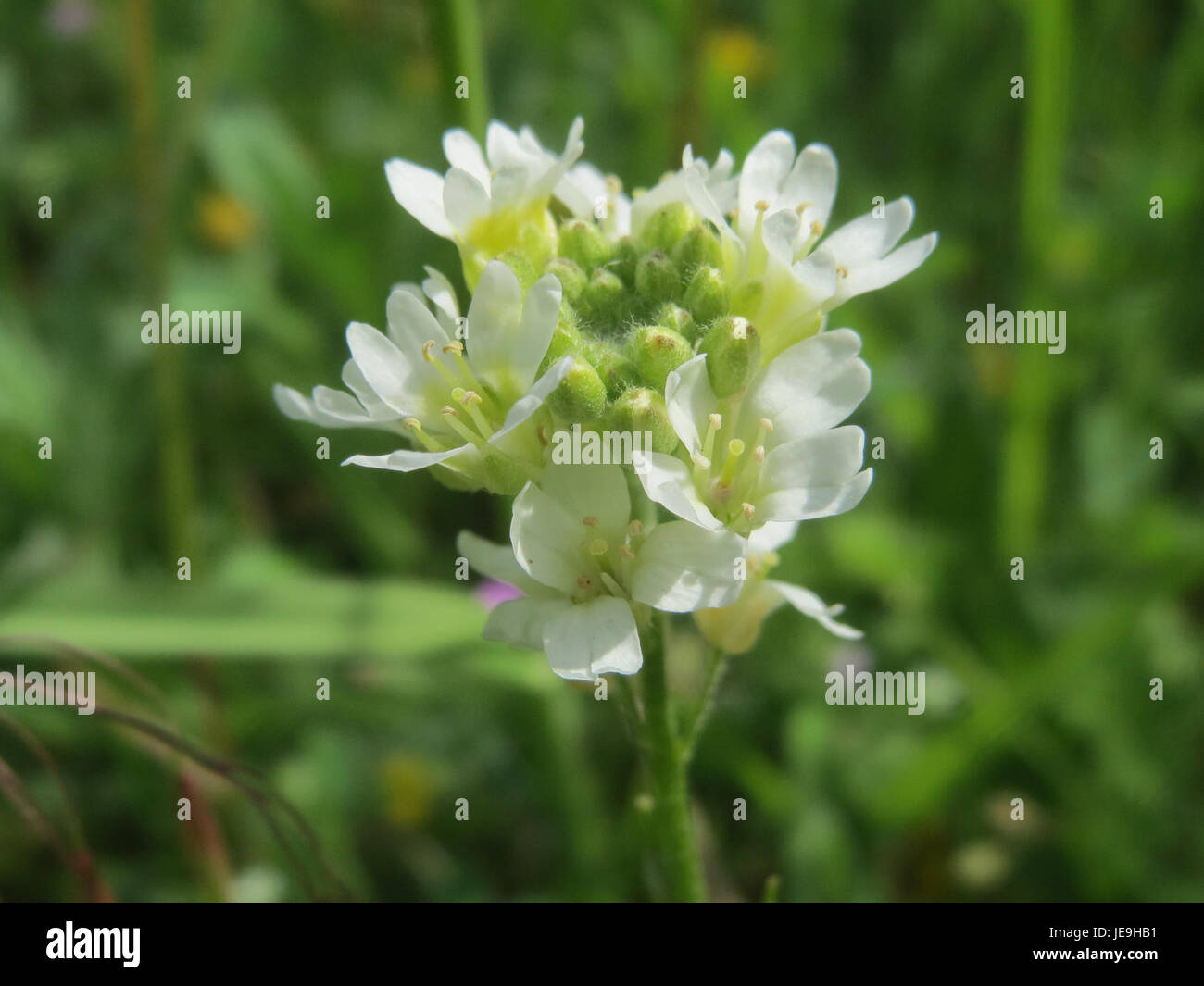 Plant species berteroa incana hi-res stock photography and images - Alamy