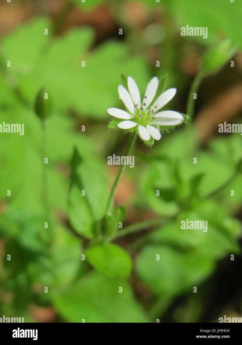Wood stitchwort hi-res stock photography and images - Alamy