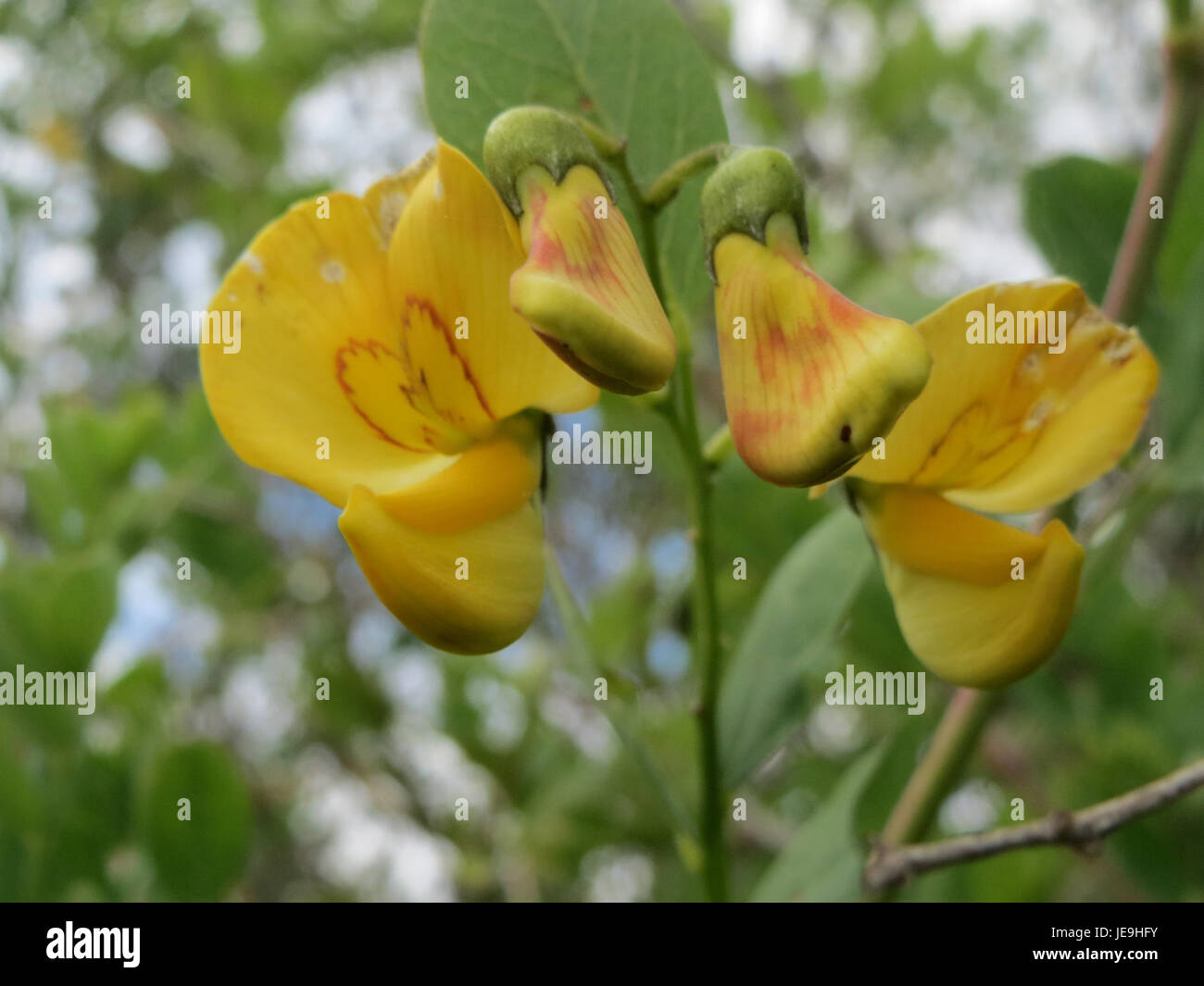Colutea arborescens, or tree-bladder senna, is a deciduous shrub native ...