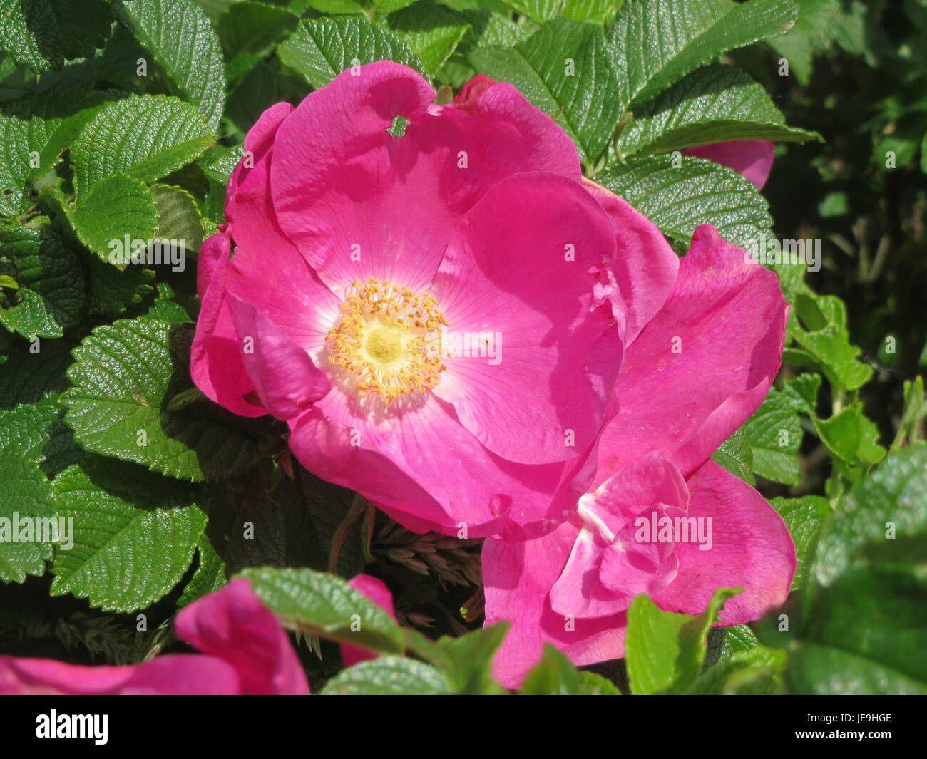Fragrant Rugosa Roses The image features Rosa rugosa, a species of rose known for its ...