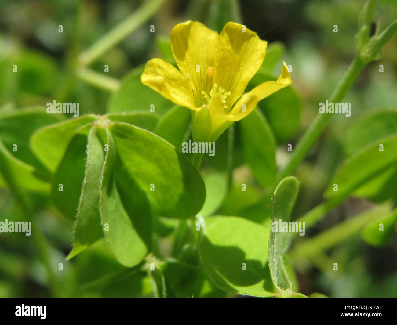 Clover like leaves hi-res stock photography and images - Alamy