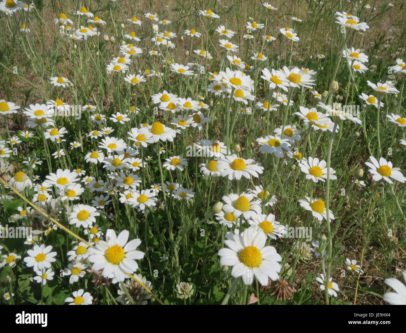 anthemis-arvensis-known-field-hi-res-stock-photography-and-images-alamy