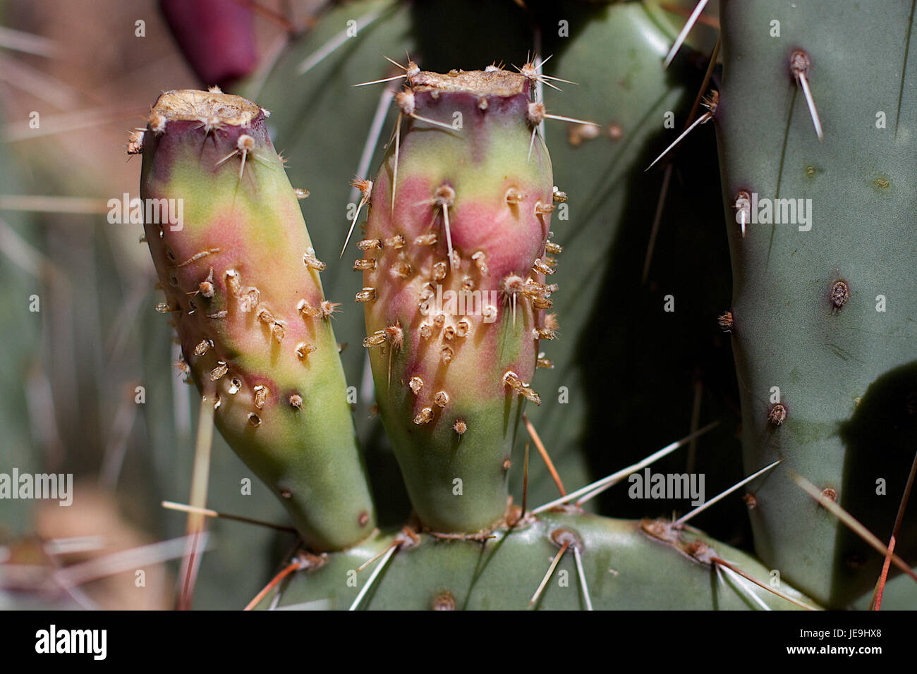 2014-365-141 Hippie Cactus Colors (14242320334) Stock Photo