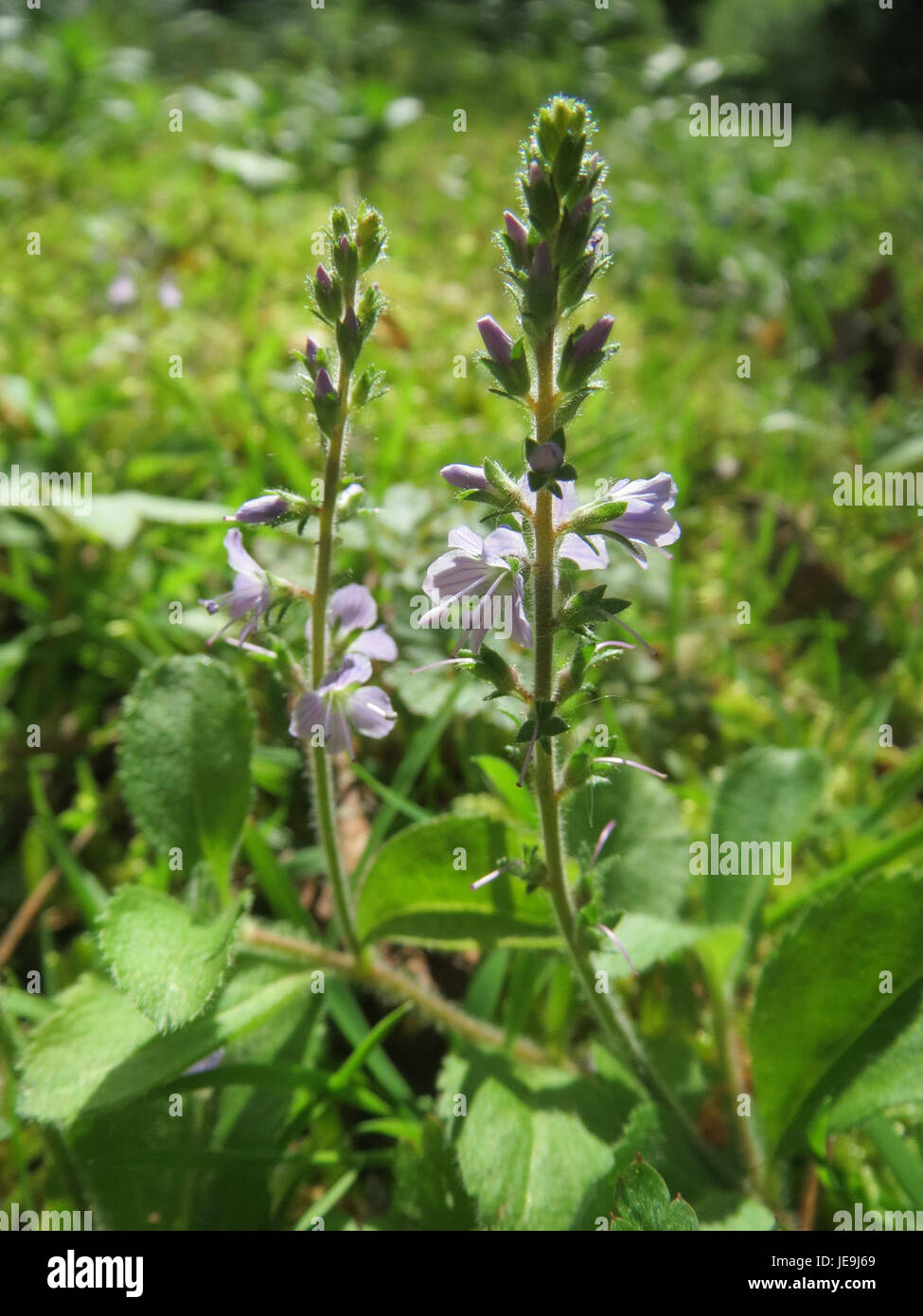 Common speedwell veronica officinalis hi-res stock photography and ...