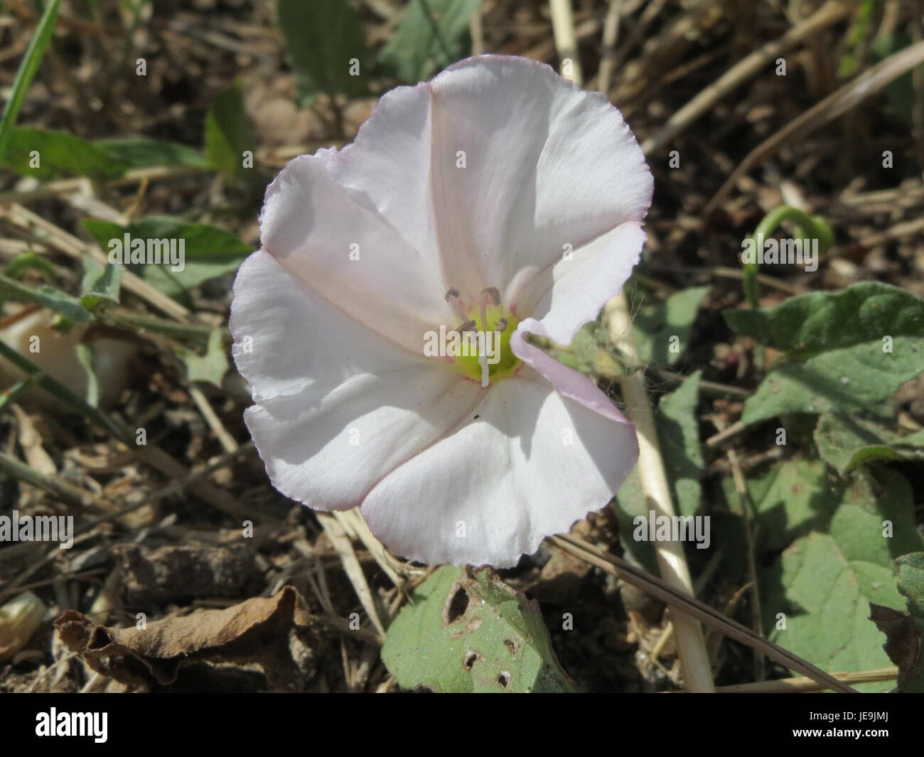 Convolvulus Arvensis Or Field Bindweed Is A Creeping Perennial Plant Convolvulus Arvensis Or Field Bindweed Is A Creeping Perennial Plant