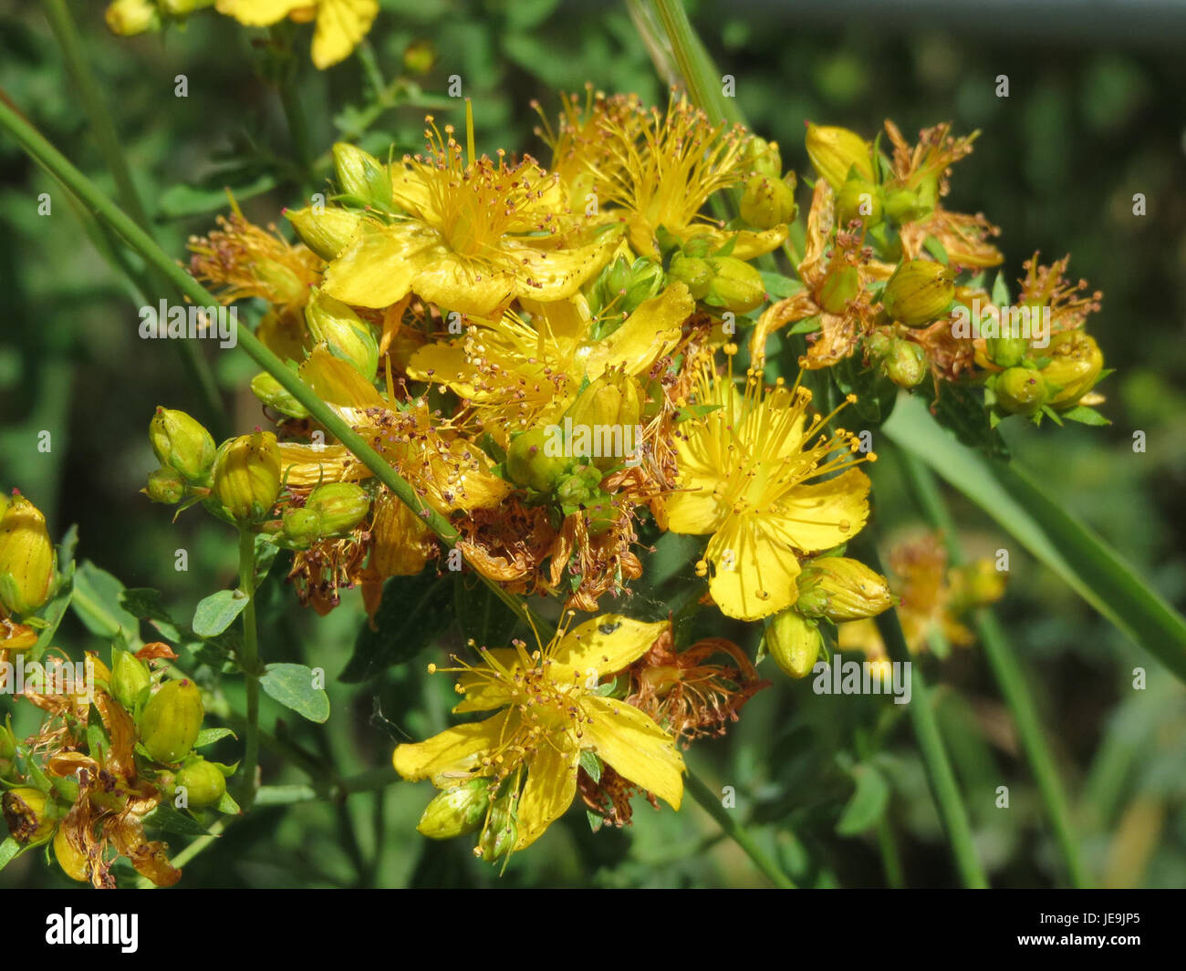Hypericum Family The image shows Hypericum perforatum, commonly known as St. John's Wort ...