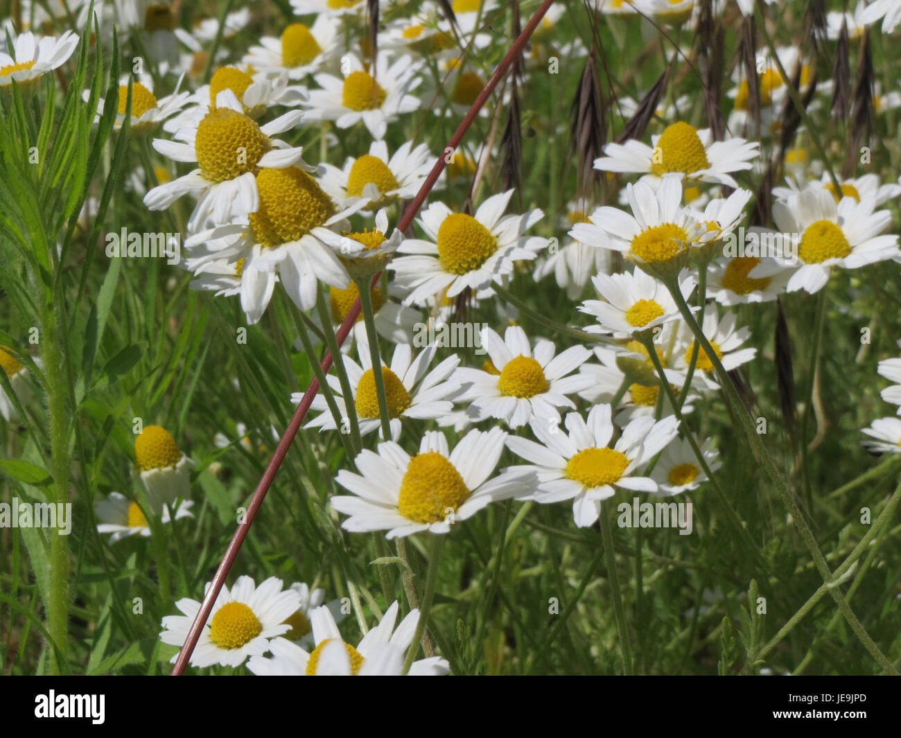 Anthemis Arvensis Known Field Hi res Stock Photography And Images Alamy