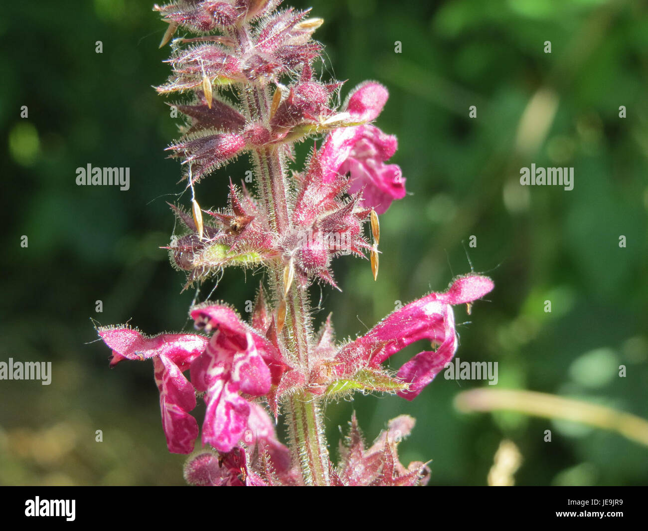 stachys-sylvatica-garden-hi-res-stock-photography-and-images-alamy