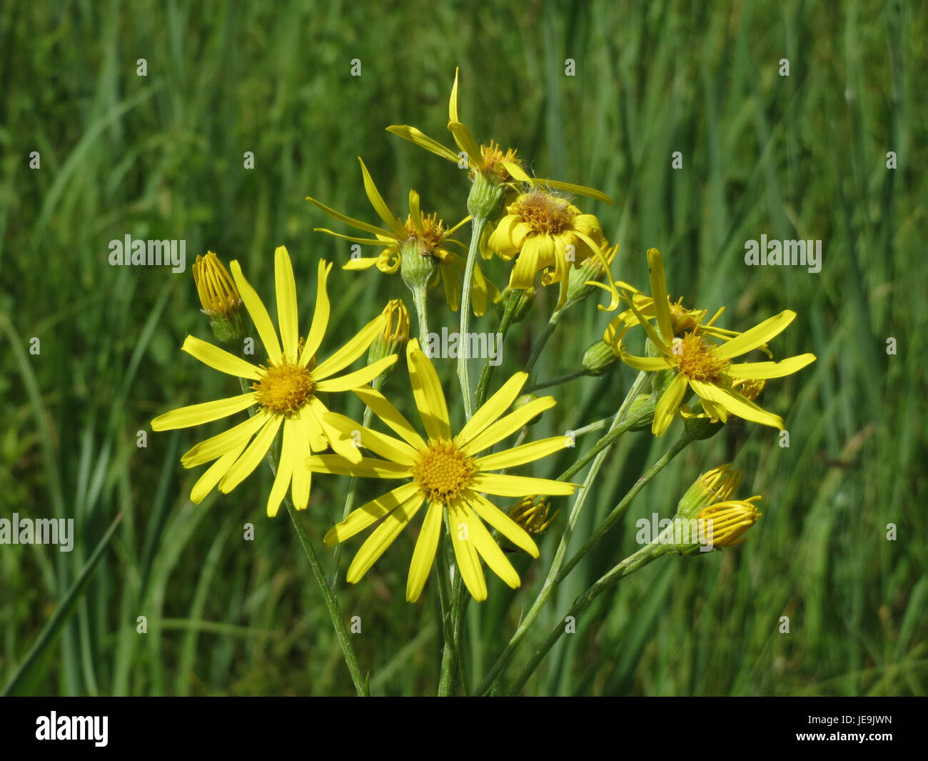 Yellow flowering ragwort hi-res stock photography and images - Alamy