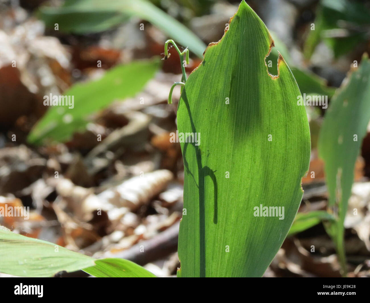 White lily flower parts hi-res stock photography and images White lily flower parts hi-res stock photography and images