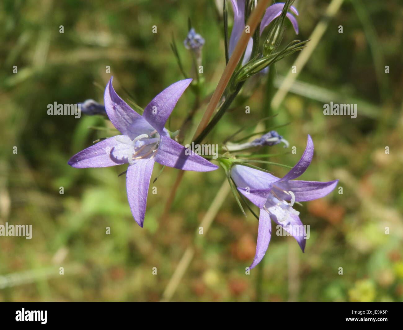 Campanula rapunculus, commonly known as rampion bellflower, is a ...