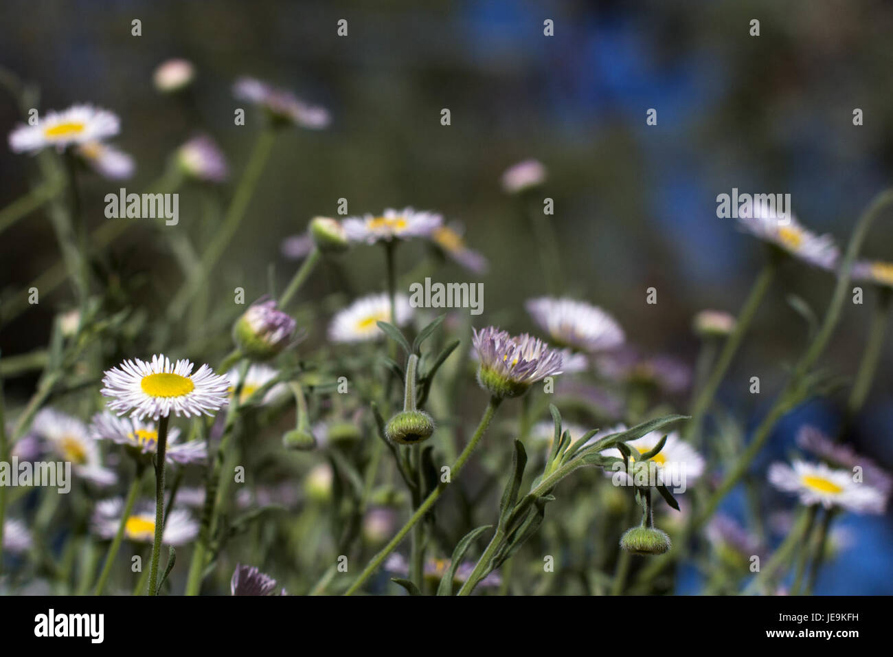 2014-365-170 It's a Daisy Jungle Out There (14462193084) Stock Photo