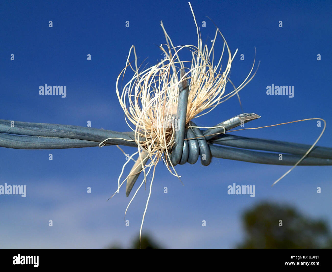 2014-365-172 Last Seen Hopping the Wire Fence - (14454564196) Stock Photo